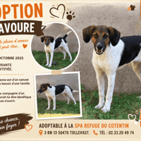 BRAVOURE réservée, chienne à adopter