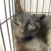 RIGOLO, chat à adopter
