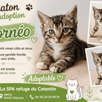 BORNEO réservé, chat à adopter
