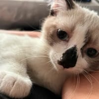 BUFFY, chatte à adopter