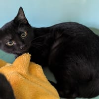 Shadow [Chaton], chat à adopter