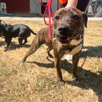 BELL OAA20088, chienne à adopter