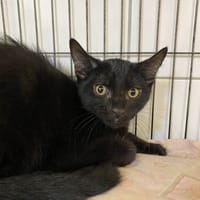 RISOTTO, chat à adopter