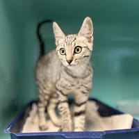 ETOILE, chat à adopter