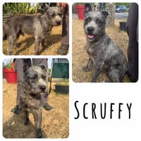 SCRUFFY, chien à adopter