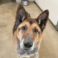 Lego, chien à adopter