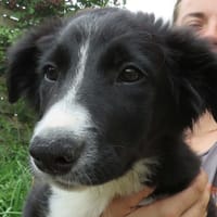 PICKLES, chien à adopter