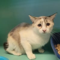 FANTASIA, chatte à adopter