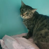 CYRUS, chat à adopter