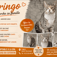 GRINGO, chat à adopter