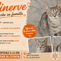 MINERVE, chatte à adopter