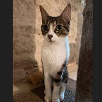 HARIBO, chat à adopter