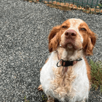 TESS, chienne à adopter