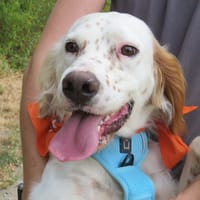 ARGOS, chien à adopter