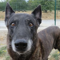 JERICHO, chien à adopter