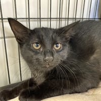 RISETTE, chatte à adopter
