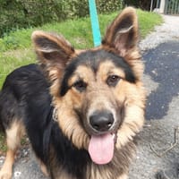 Black, chien à adopter