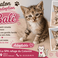 BALI réservée, chatte à adopter
