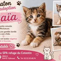 GAIA réservée, chatte à adopter