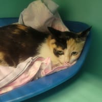 FESTINA, chatte à adopter