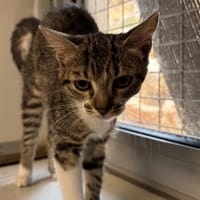 Enid, chatte à adopter