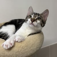 Greta, chatte à adopter