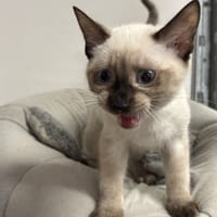 Gomez, chat à adopter
