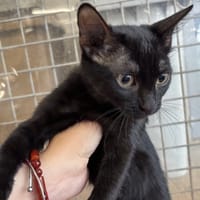 Mercredi, chatte à adopter