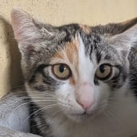Fleur, chatte à adopter