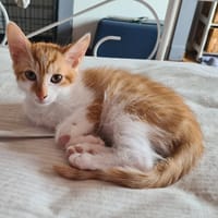 BOURRACHE, chat à adopter