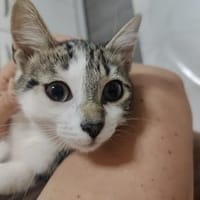 BULBE, chatte à adopter