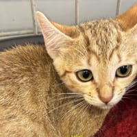 EUREKA, chatte à adopter