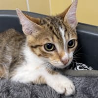 RADAR, chatte à adopter