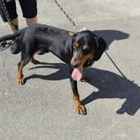 apero, chien à adopter