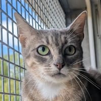 LEETCHI, chatte à adopter
