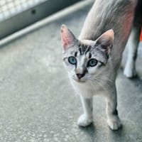 Mila, chatte à adopter