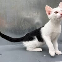 Beetle, chatte à adopter