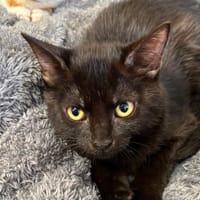 Nito, chat à adopter