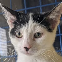 CAMOMILLE, chatte à adopter