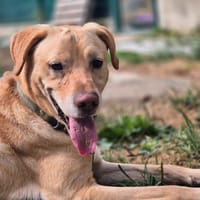 MAX, chien à adopter