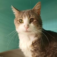 NEJHI, chat à adopter