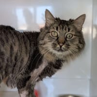 Nélia, chatte à adopter