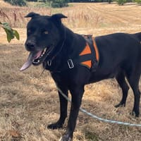 MILORD, chien à adopter