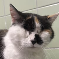 AVY, chatte à adopter