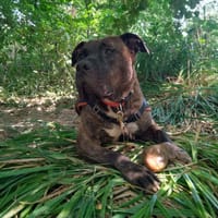 Barry, chien à adopter