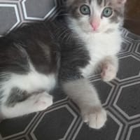 NINO, chat à adopter