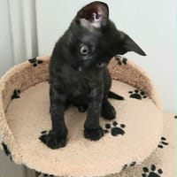 CLOVIS, chat à adopter