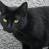 NIGHT, chatte à adopter