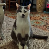 MISTY, chatte à adopter