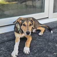 MILO, chien à adopter